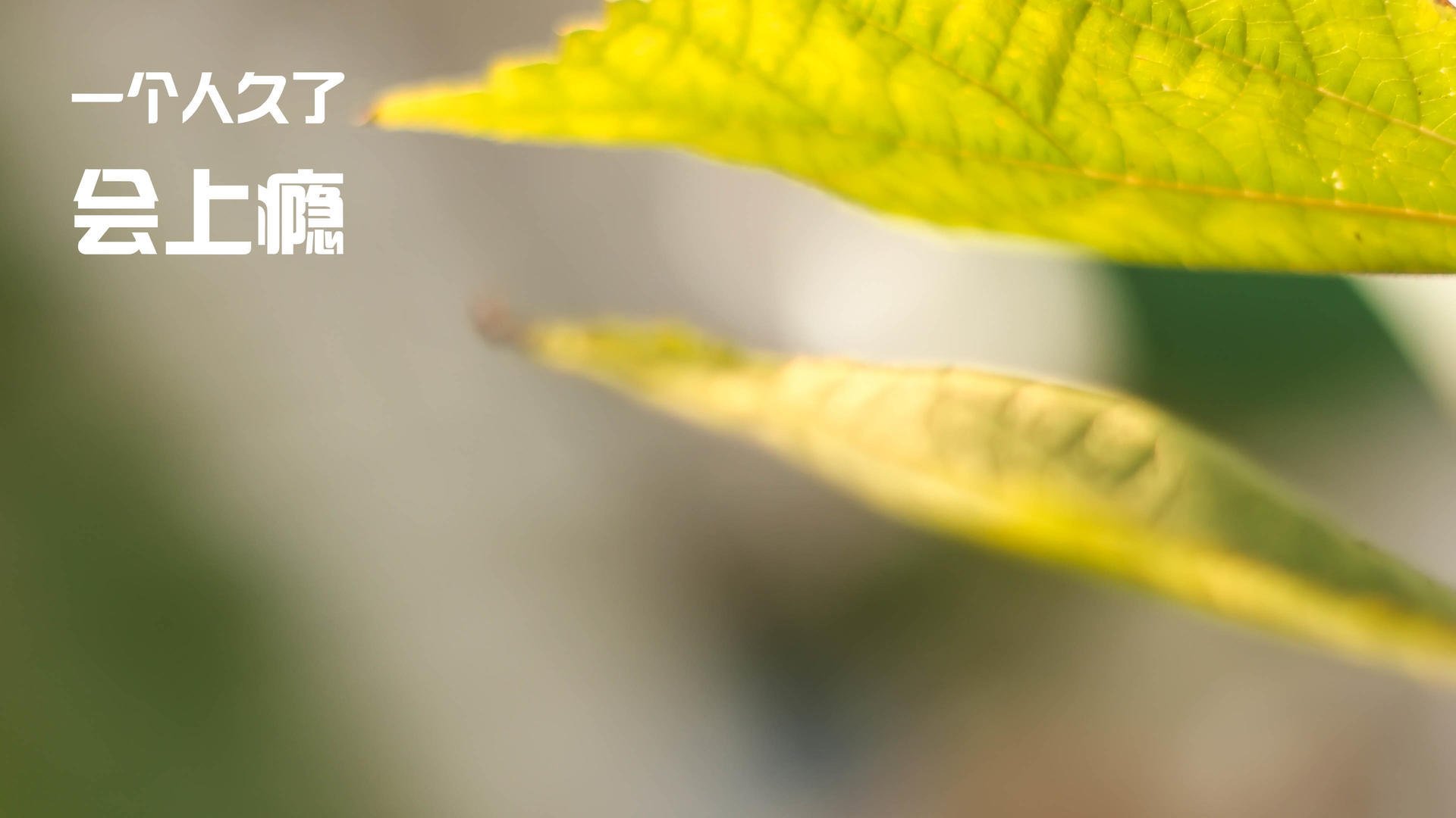 绿意漫过银黑，里程碑闪耀，班凯罗创纪录之夜与北京队的启示