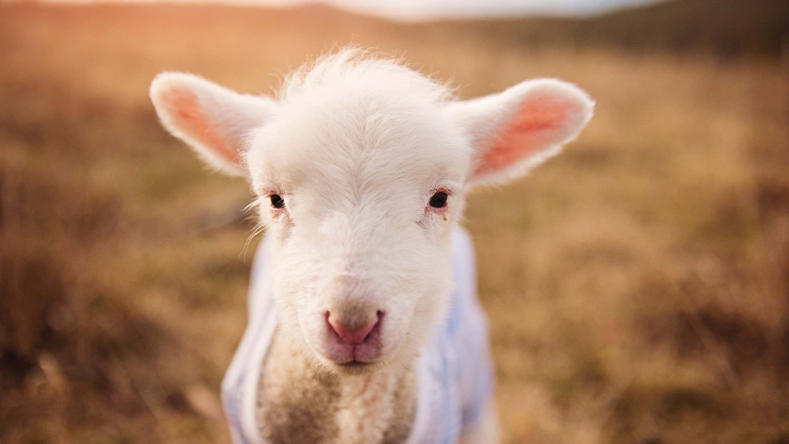 超巨徽章与冠军密码，当哈登的证明之战点燃上海滩
