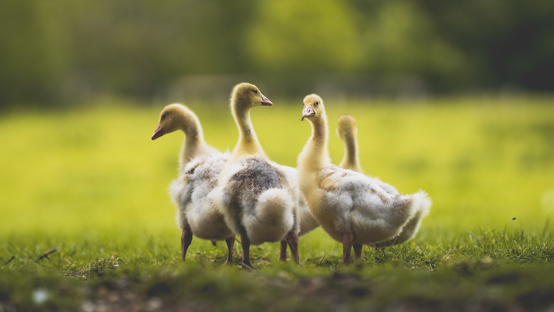 破壁之战，哥伦比亚稳稳的胜利与格纳布里的关键先生时刻