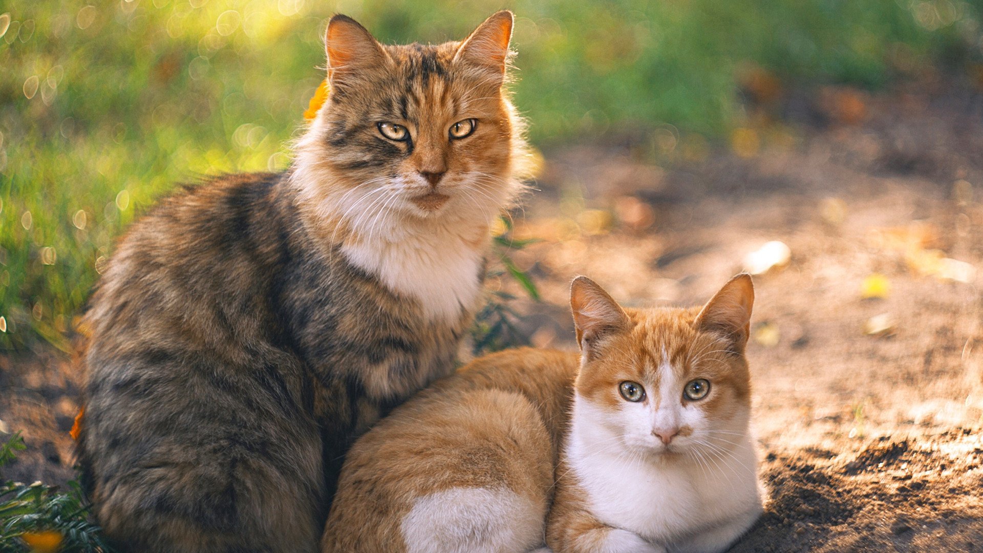 剑断爵士，当英格拉姆的冷血成为灰熊逆转的惟一解药