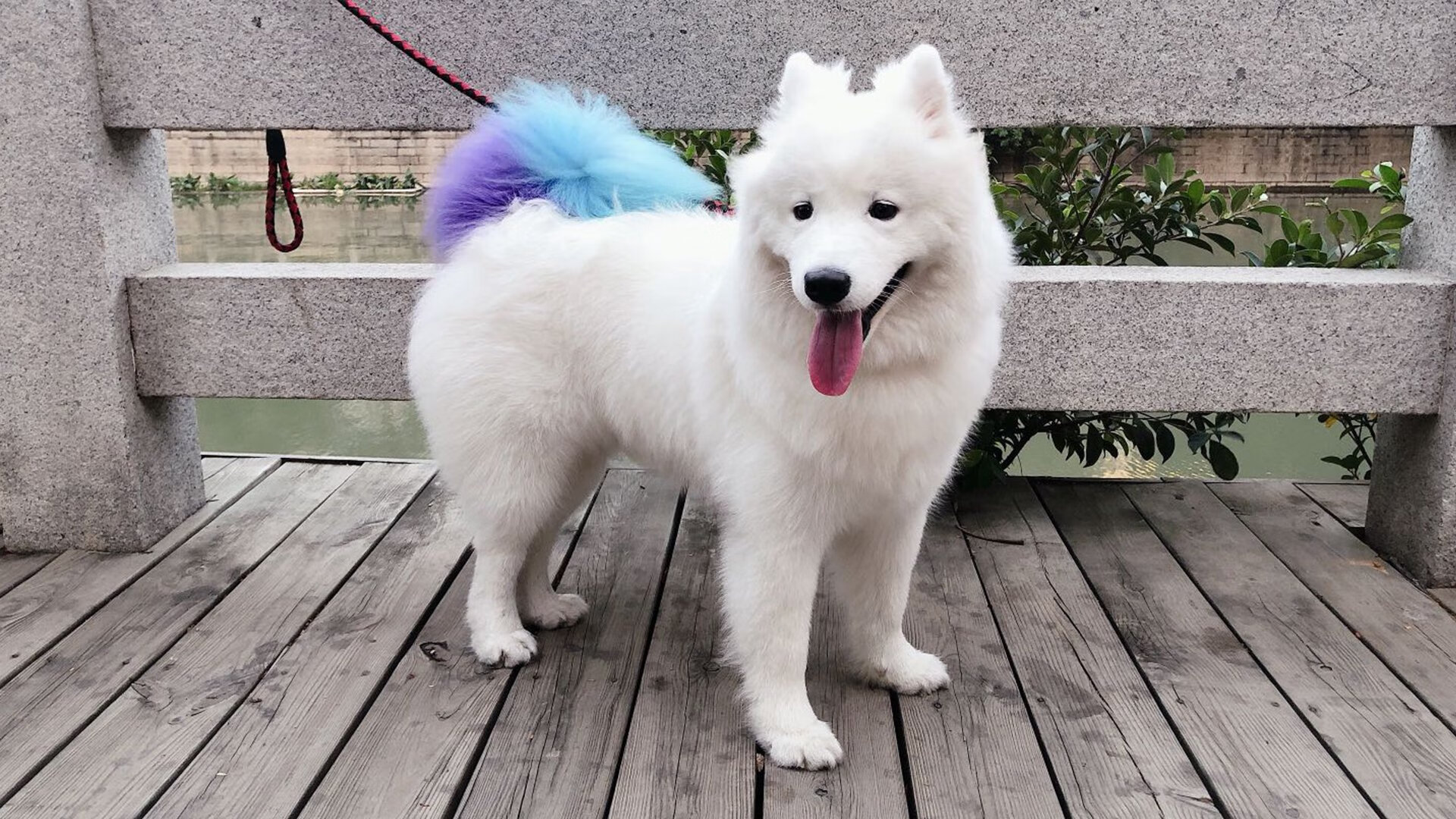 从东京到波士顿，凯塞多的双线战神之路