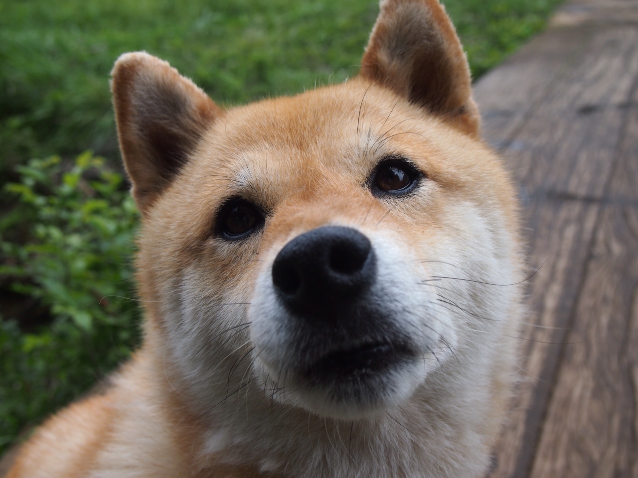 绿衫军铁蹄踏破广厦，布伦森关键一击定江山