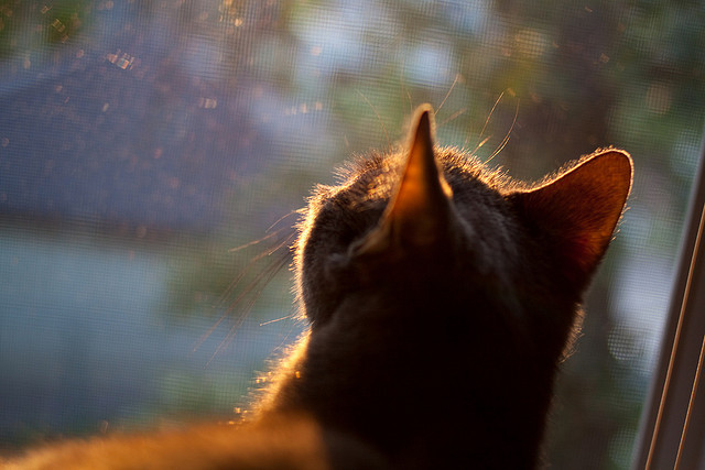 双线制胜,美加墨世界杯氛围下的NBA奇景—绿茵与硬木的共舞