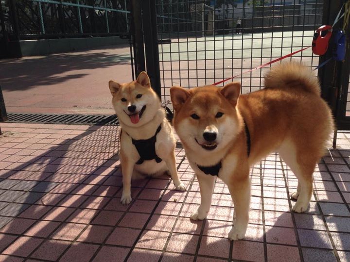 双线制胜,美加墨世界杯氛围下的NBA奇景—绿茵与硬木的共舞
