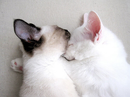 防守机器变进攻支点，当伦纳德用沉默击碎凯尔特人的绿色狂潮