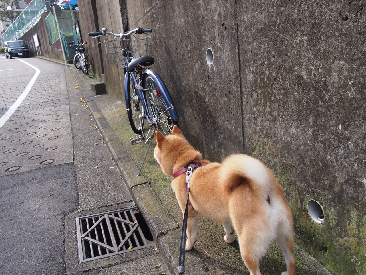 天幕之上的对话，范弗利特一剑封喉，老鹰撕裂辽宁铁幕