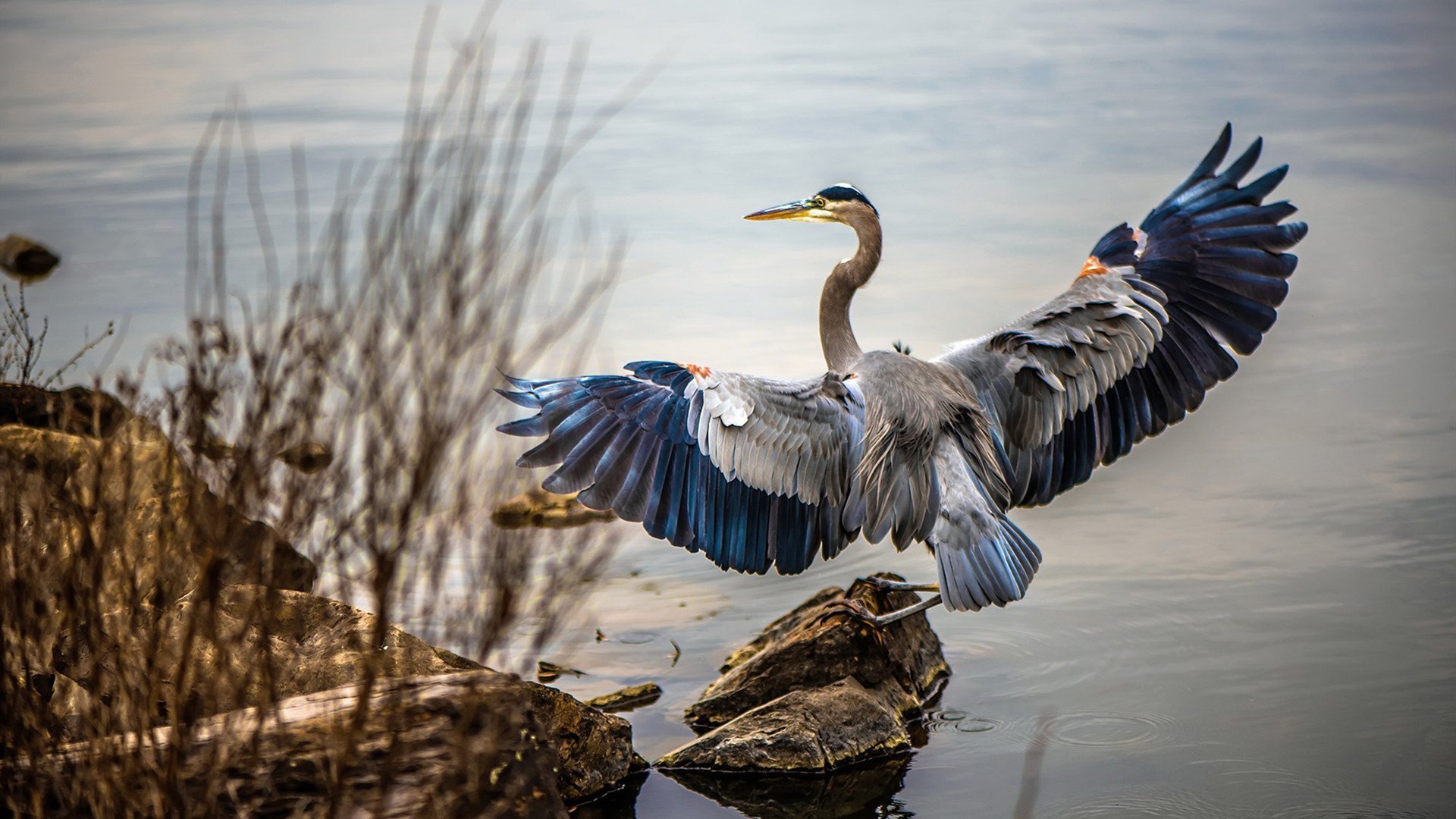 当意大利混凝土浇灌在NBA赛场，巴斯托尼的跨界统治之夜