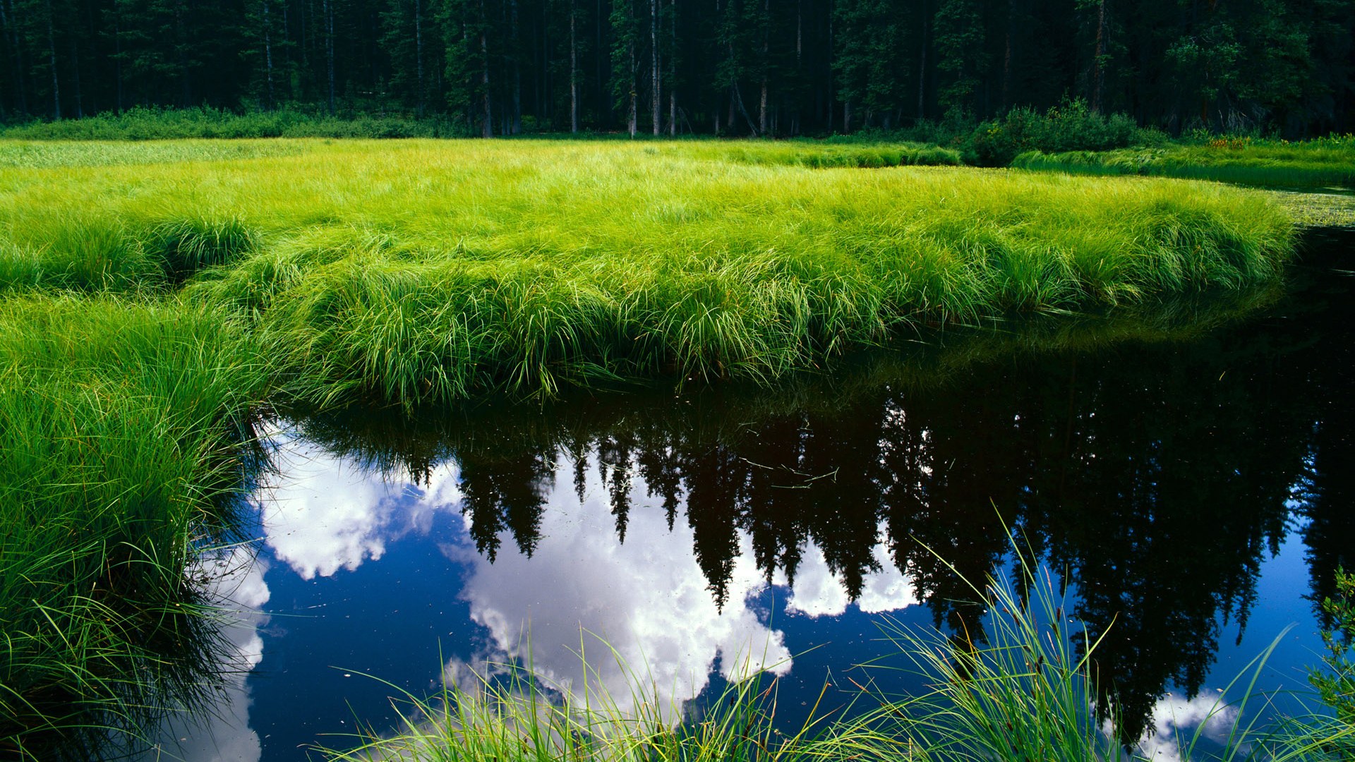 跨越足球版图的联姻,勒沃库森如何将阿根廷心脏纳入德甲引擎