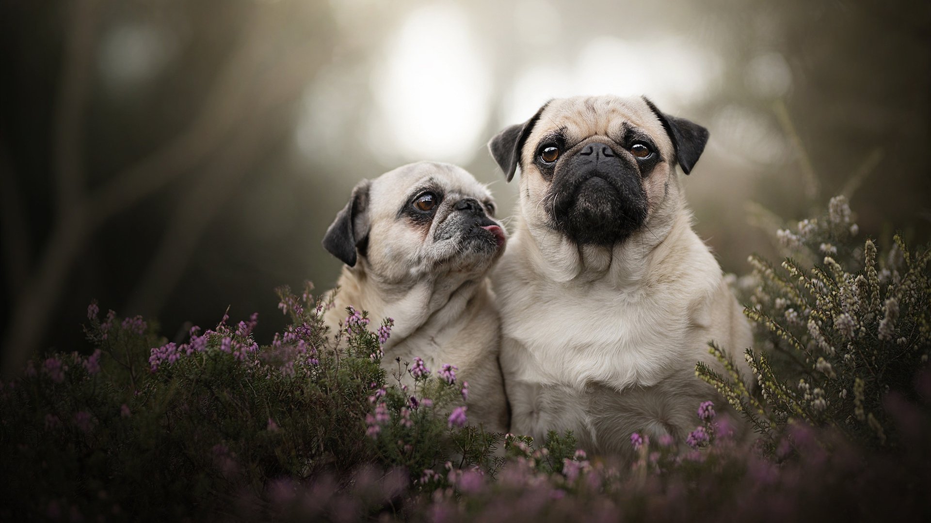 冰川崩塌记,塞内加尔灼热意志熔断北欧神话,阿尔瓦雷斯替补登场化身破冰关键先生