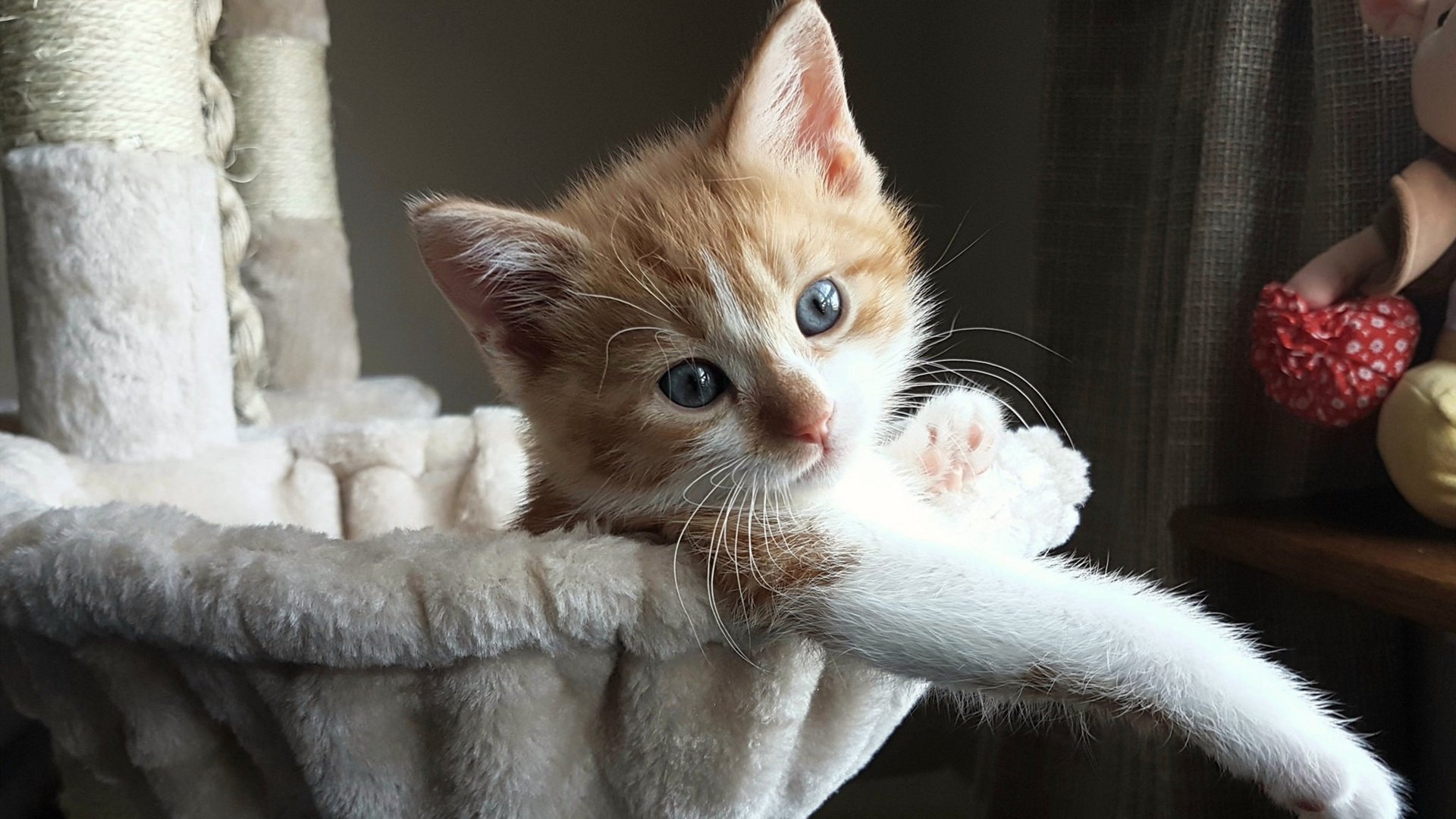 世界杯前夜的宣言,韩国用智利防线为奥利维耶加冕