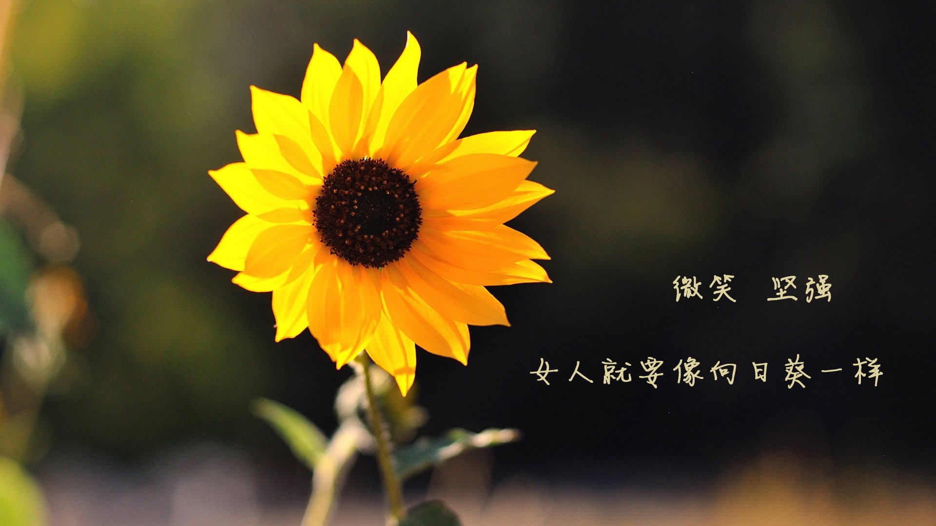 开云体育APP下载-沙漠烽火，双雄绝唱，2026世界杯C组，卢卡库封神之夜与智利风暴的残酷美学
