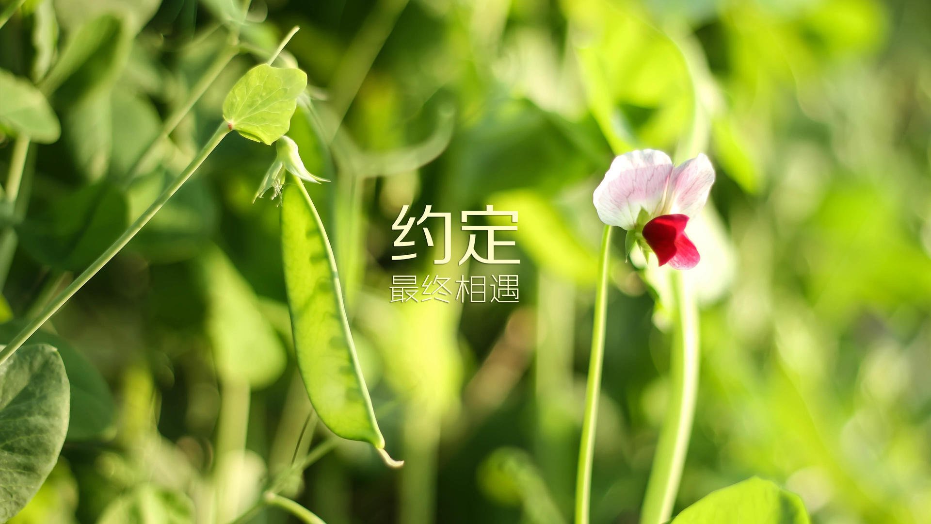 北欧风暴吞没暹罗之虎,丹麦唯一公式缔造B组最默契逆转