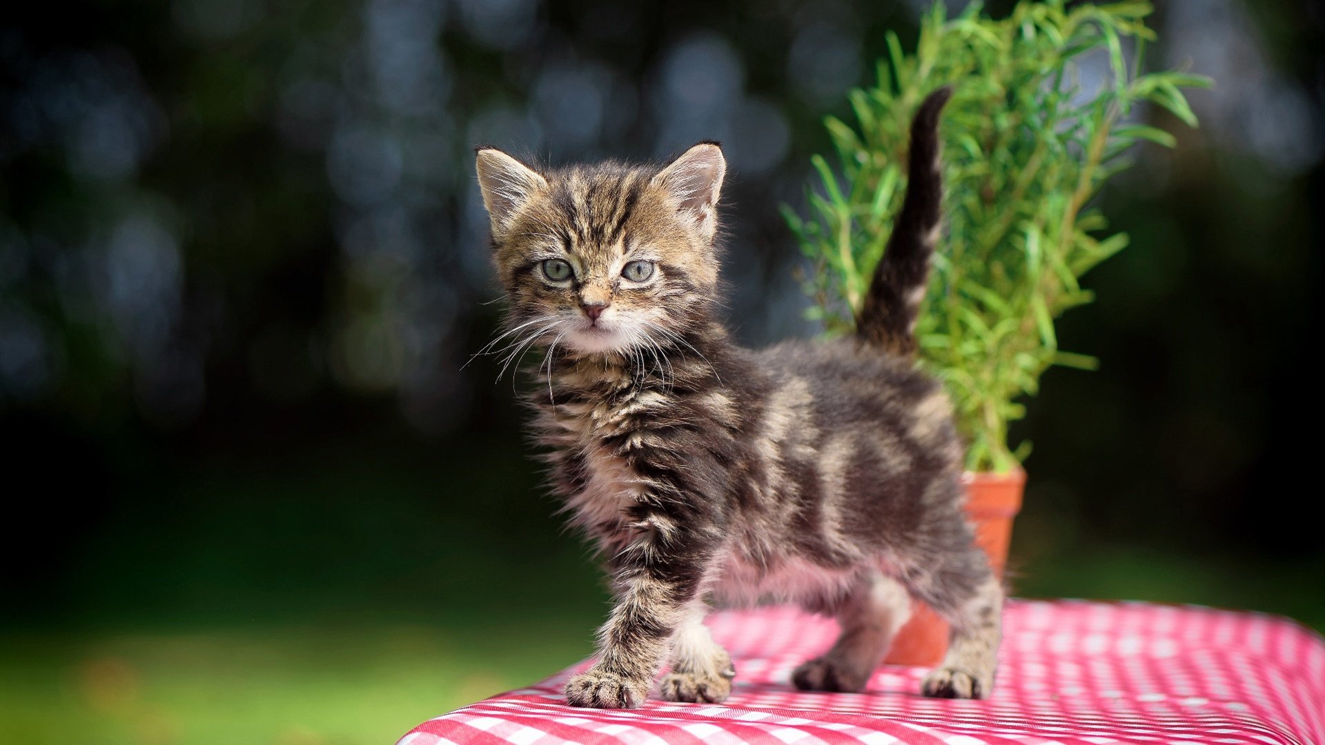 星条旗的冷雨夜,当数据足球击穿探戈的灵魂—2026世界杯F组,一场关于秩序的颠覆
